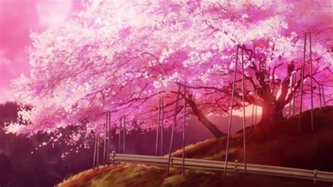 Sakura In Hyouka Anime Flower Anime Scenery Flower Backgrounds