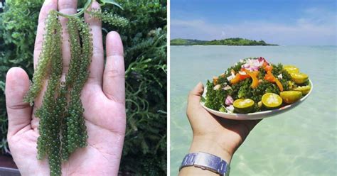 Makanan Laut Sabah Kahanga Masak Kicap By Mami Putri My Xxx Hot Girl