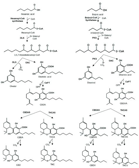 Cannabinoid Pathway Pathway Showing The Production Of Cannabinoids Via