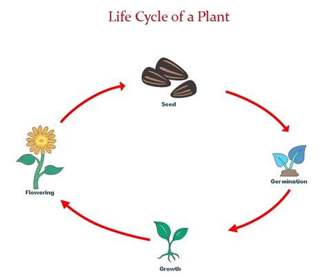 Life Cycle Diagram Examples Tips And How Tos