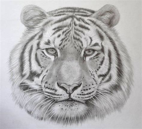 Image Result For How To Draw A Tiger Face Step By Step Croquis De