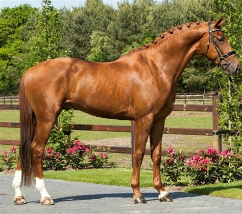 Kwpn Dutch Sport Horse Stallion Falco Beautiful Horses Kwpn Horse