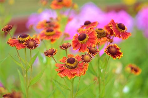 Free Image On Pixabay Flower Natur Spring Floral Flowers Floral
