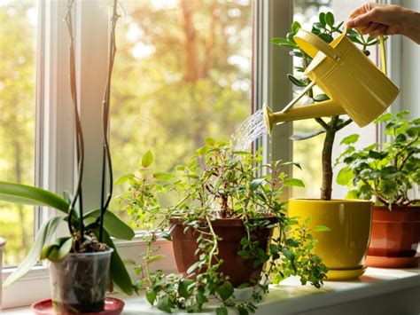 Watering Houseplants Properly How To Water A Houseplant