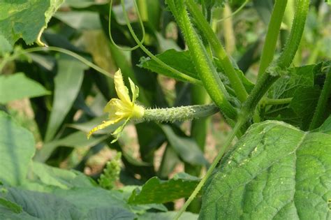 Eliminate Cucumber Plant Mosaic Virus Forever With This Method Garden