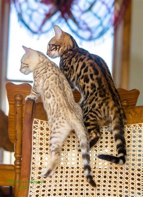 Interesting Facts And Beautiful Photos Of Bengal Cats Animals Zone