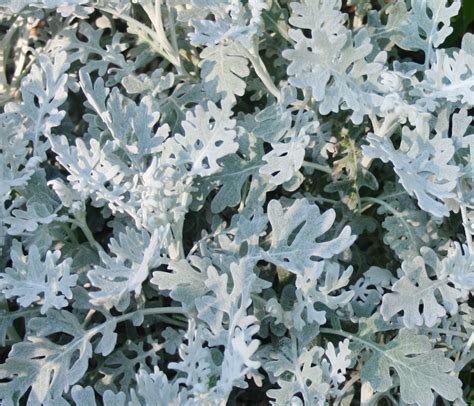 Silver Perennials That Are Easy To Grow Perennials Dusty Miller