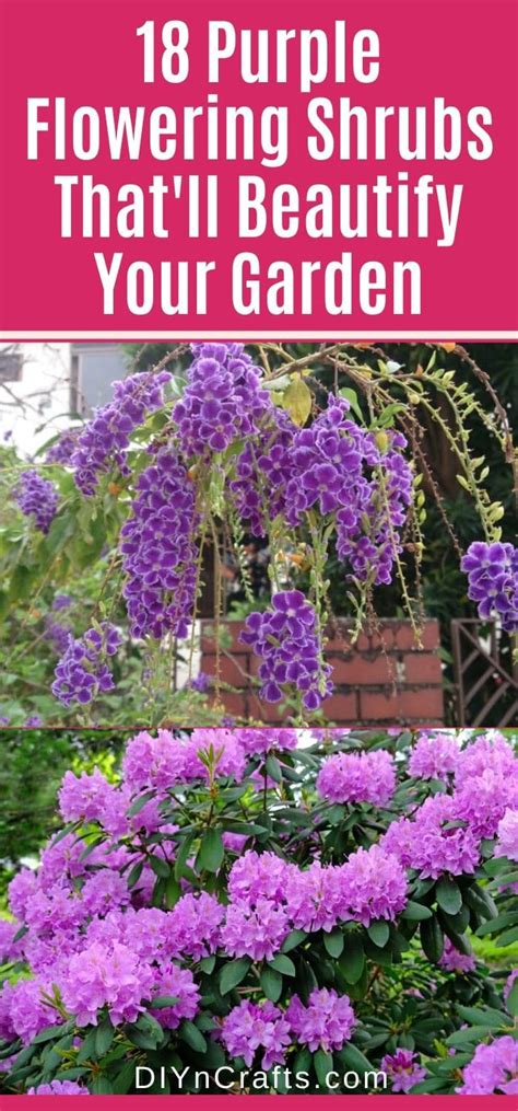 18 purple flowering shrubs that ll beautify your garden diy and crafts
