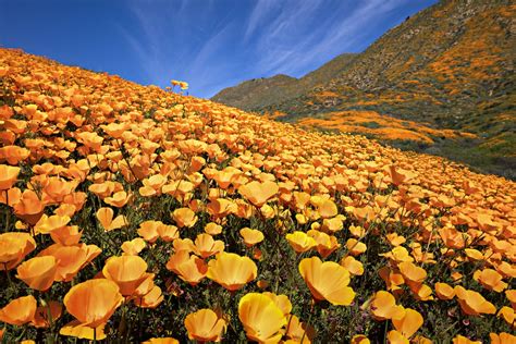Southern California Flowers In Bloom Super Bloom Watch Will The Rare