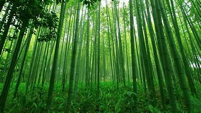 Bamboo Forest Jooinn