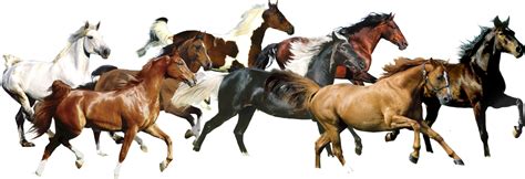 American Running Horse Png Transparent Image Png Arts
