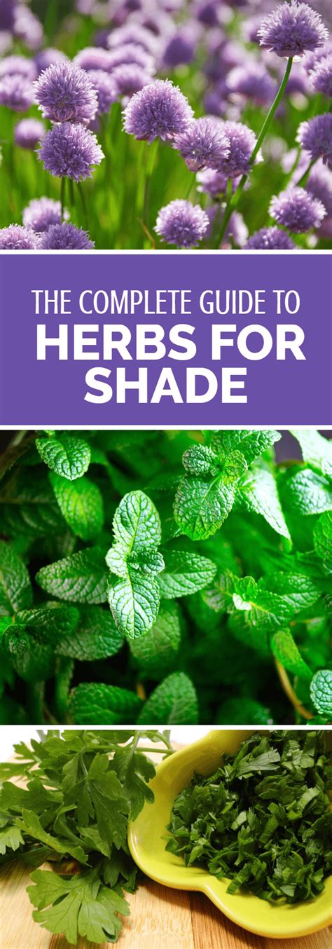 Bulk herbs & spices, culinary salts, herbal blends Best Herbs for Shade - Dreamley