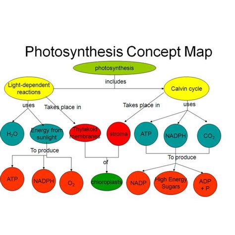 Easy Method For Making A Photosynthesis Concept Map With Example
