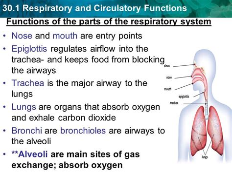 Function Respiratory System Anatomy Respiratory System Respiratory