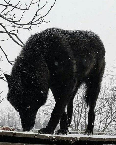 19 Tumblr Lobos Negros Fotos De Lobos Animais Silvestres