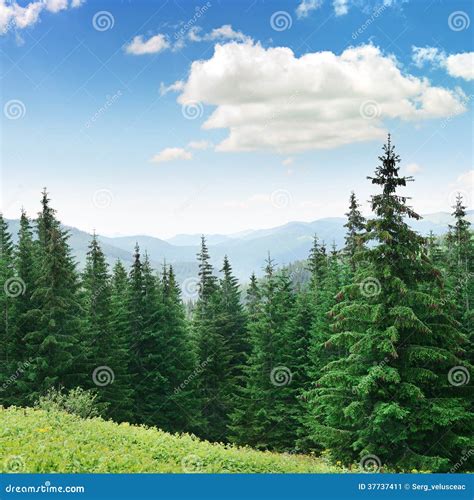 Beautiful Pine Tree In Himalayan Mountain Range Royalty Free Stock