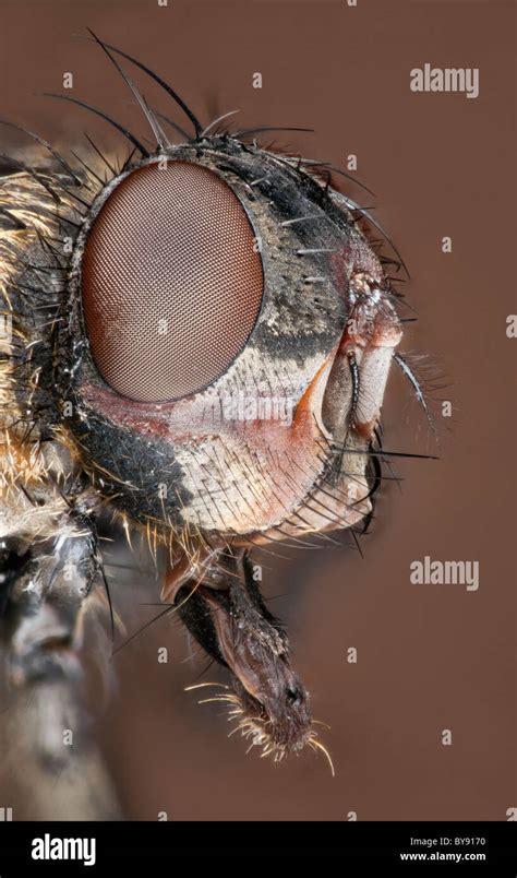 House Fly Maggot Hi Res Stock Photography And Images Alamy