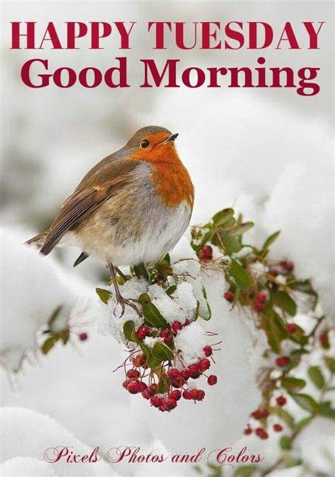 Happy Tuesday Good Morning Winter Quote Pictures Photos And Images
