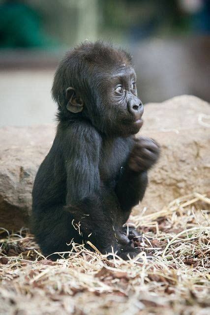Pin By Frans Thirion On Wildlife Baby Gorillas Cute Baby Animals