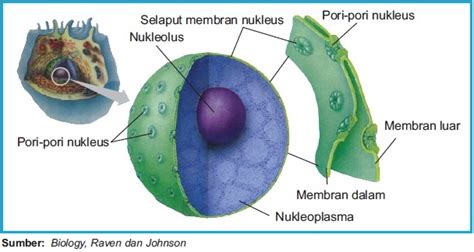 Beginilah Struktur Dan Fungsi Nukleus Inti Sel Beserta Gambar