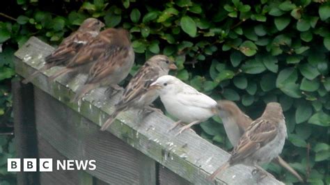 Norfolk White Sparrow Faces Survival Fight Bbc News