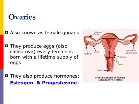 Female Reproductive System