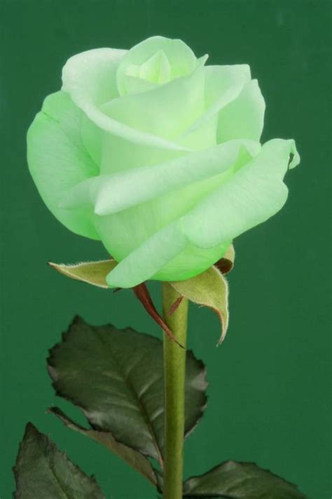 Lime Green Rose Rare Flowers Most Beautiful Flowers Exotic Flowers