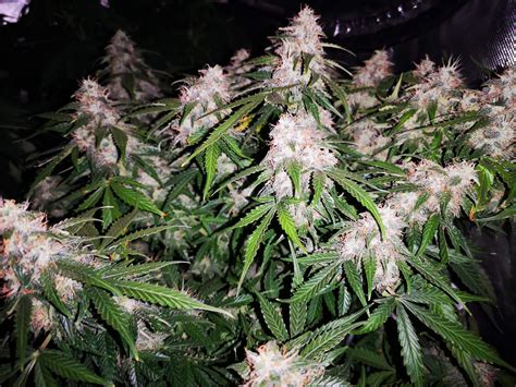 Zambeza Super Silver Haze Auto Grow Journal Week10 By Makeitlegal