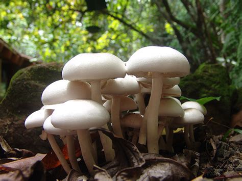 Rainforest Fungi Of Tropical North Queensland Australia