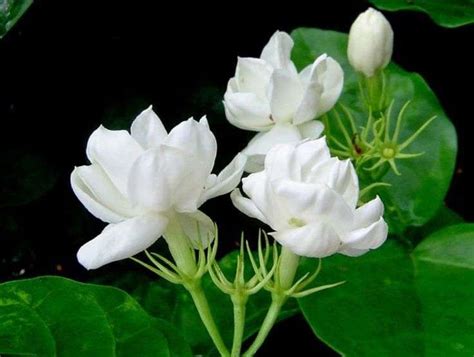The Sweet Little Sampaguita The Filipinos And The Malolos Planta