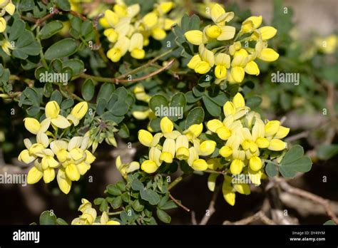 Fragrant Yellow Blooms Of The Long Flowering Shrubby Coronilla