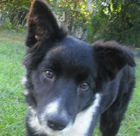 Kitkat A Classic Border Collie Puppy Adopted The Dog