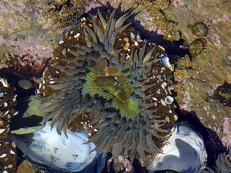 Fileanemone Plant Sea Plant Wikimedia Commons