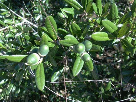 Quercus Geminata Oaks Sandhills Live Oak Sand Live Oak North