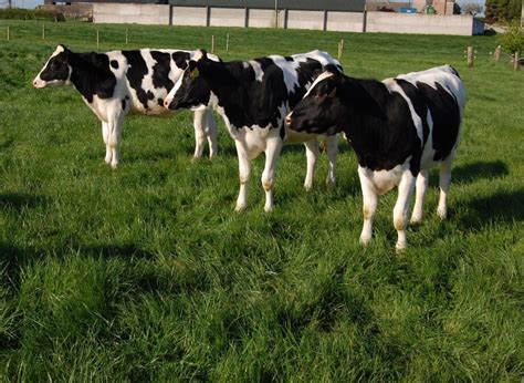 Rearing The 2022 Dairy Heifer Department Of Agriculture Environment