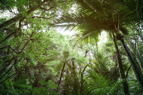 Canopy Of Jungle Stock Image Image Of Natural Greenery 173157599