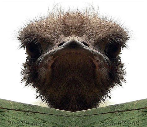 Funny Ostrich ~ Unique Animal Wallpapers