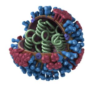 Inside Viruses Biology Of Human World Of Viruses