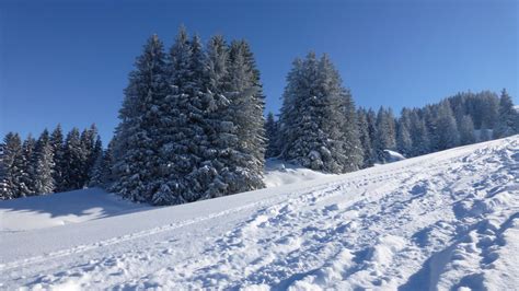 Fotos Gratis árbol Bosque Montaña Nieve Frío Invierno Planta