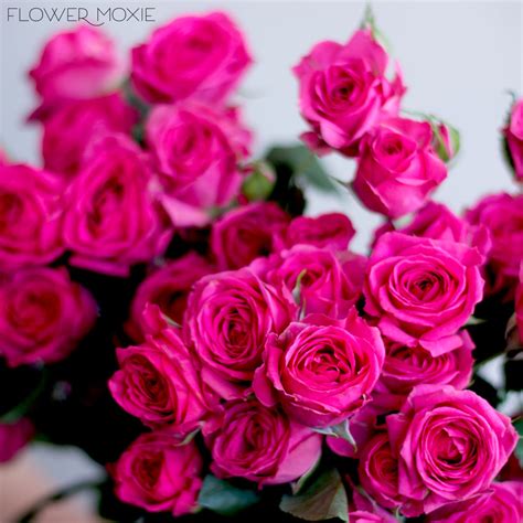 Deep Pink Spray Rose Flower Diy Wedding Flowers Flower Moxie