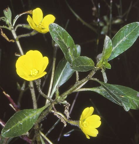 Ludwigia Peploides Subsp Montevidensis