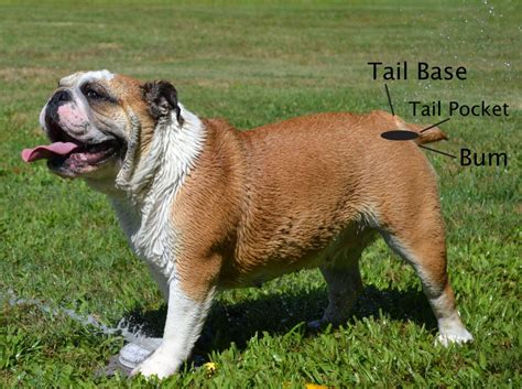5 Things To Consider Before Owning An English Bulldog Pethelpful