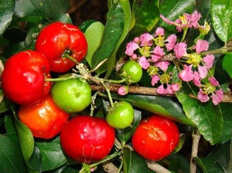 Jual Okulasi Tanaman Bibit Pohon Buah CherryBeach Cherry Di Lapak Showa