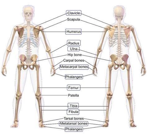 Human Bone Anatomy Skeletal System Anatomical Chart Laminated Human Skeleton Anatomy Poster