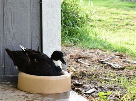 Share your experience with us in the comments section below! DIY Attractive Easy Drain Duck Pond - Provides ducks with ...