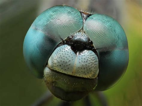 Close Up Dragonfly High Definition High Resolution Hd Wallpapers