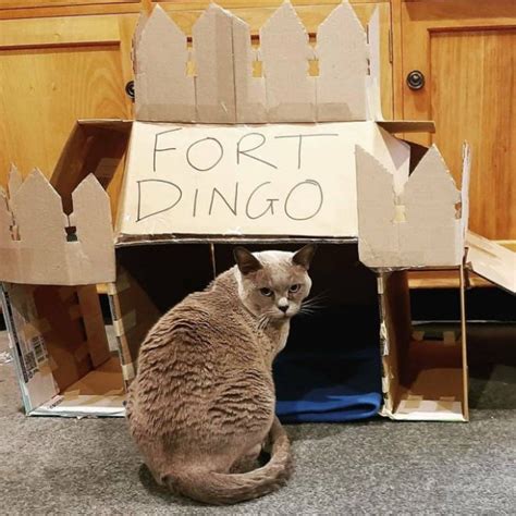 Cats In Cardboard Forts 22 Pics