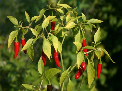 The Health Benefits Of Chili Pepper Leaves That You Should Know