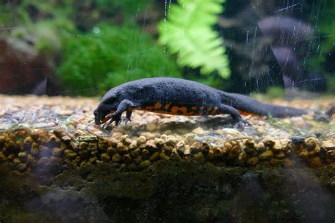 Chinese Fire Bellied Newt Zoochat