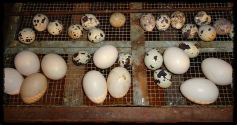 Incubating Chicks Chickens Riggins Farm And Rabbitry 2015